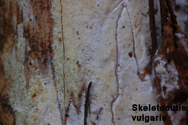 Skeletocutis vulgaris (Fries) Niemel & Y.C. Dai